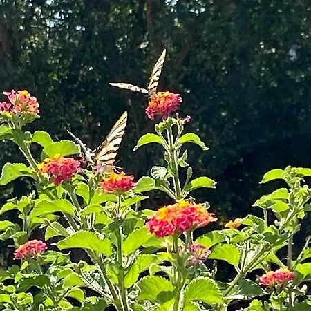 Visitar I - Casa Inteira Familiar * Bioucas