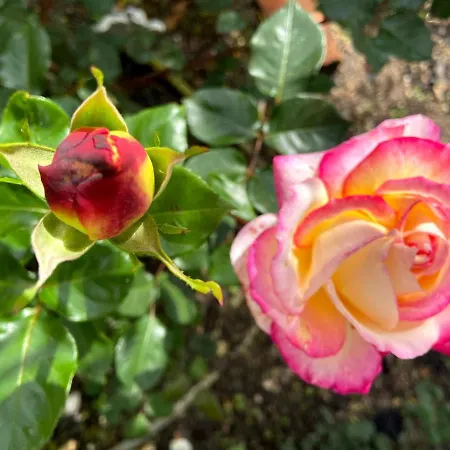 Visitar I - Casa Inteira Familiar