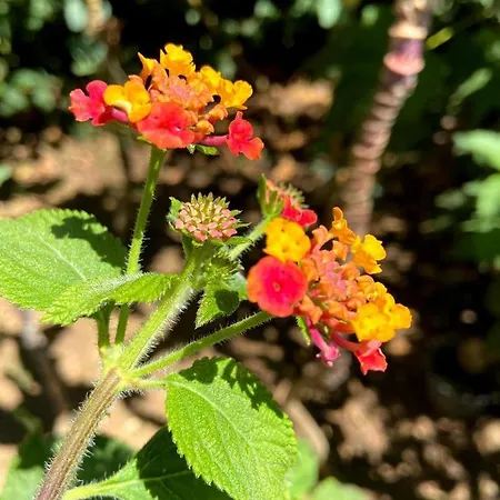 Vakantiehuis Visitar I - Casa Inteira Familiar *