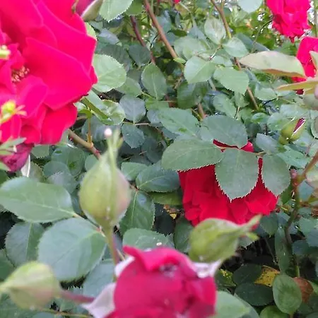 Vakantiehuis Visitar I - Casa Inteira Familiar