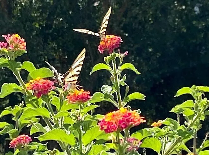 Visitar I - Casa Inteira Familiar * Bioucas