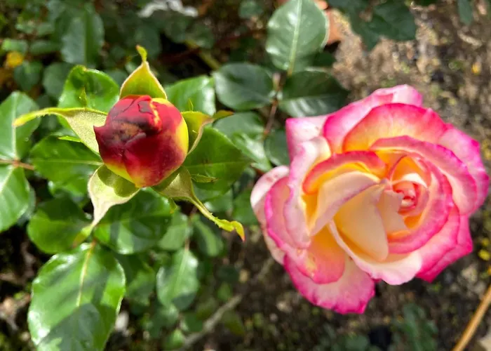 Visitar I - Casa Inteira Familiar