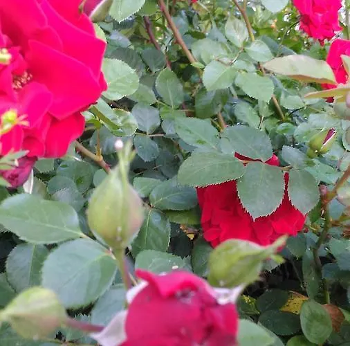 Casa de Férias Visitar I - Casa Inteira Familiar