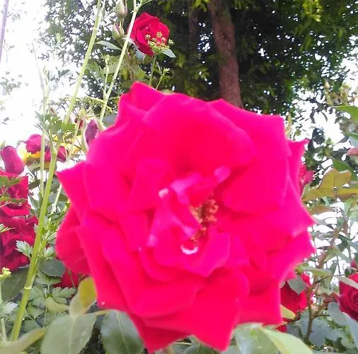 Visitar I - Casa Inteira Familiar Bioucas